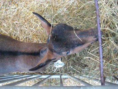 A brown goat eating hay