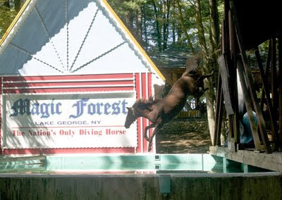 Sign for The Magic Forest. In front of it a real, live brown horse jumping from a platform into a pool of water