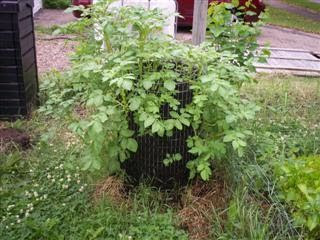 Potato plants growing in a tower