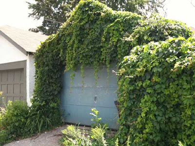 Garage completely covered in green cascading vines