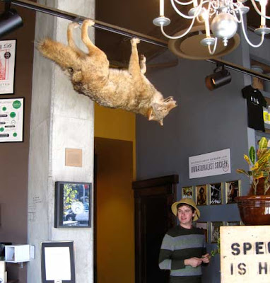 Taxidermied coyote hanging upside down from the ceiling