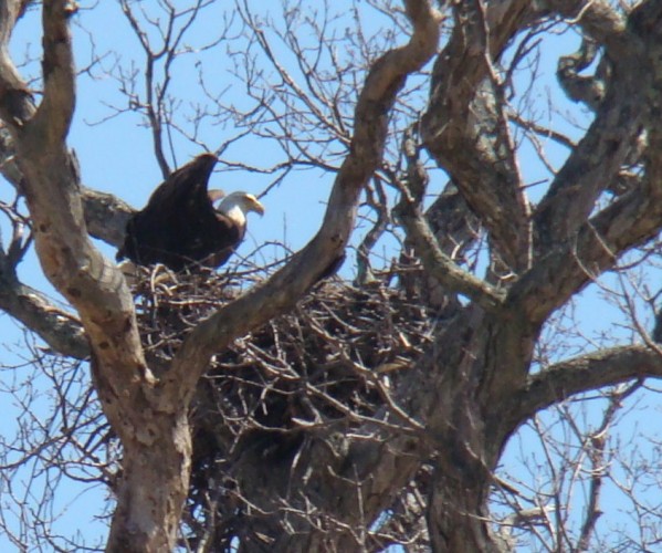 Adult Bald Eagle on Nest # HI-08-02