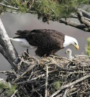 Bald Eagle & Hatchling nest HI-06-01