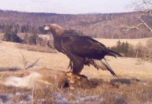 Immature Golden Eagle