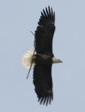 Banded adult Bald Eagle with nesting material