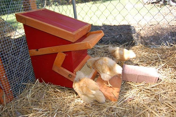 DIY Automatic Chicken Feeder | Community Chickens