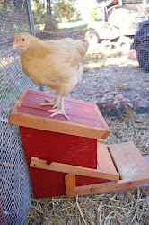 chicken feeder automatic coop feeders plans roof coops blueprints garden feed backyard chickens thegardenroofcoop feeder1 designs slanted flow board inside