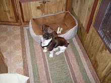 Paddy loves to camp too!