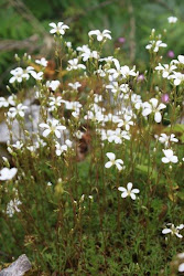 canaliculata endemic saxifraga saxifrage posada valle del hotel cantabrica cordillera english