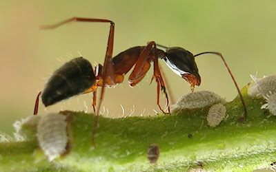 800px-Ant_tending_scales3