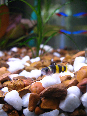 bearded-dragon-40-gallon-tank-kit1.jpg
