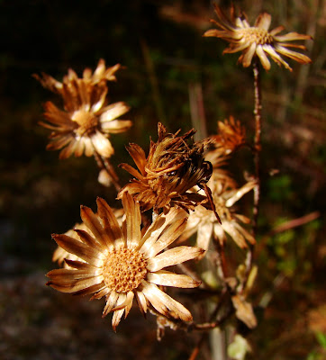 Gardening under the Florida sun: January 2010