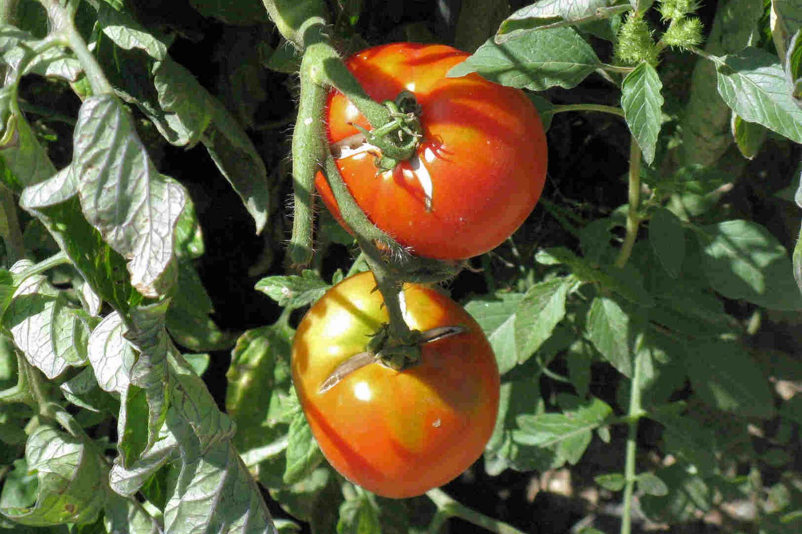 Front Range Food Gardener Tomato fruit cracking