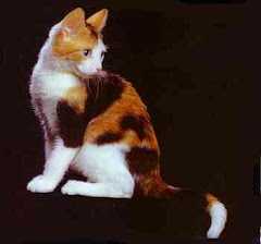 Spottedclaw (Apprentice- Wolfpaw)