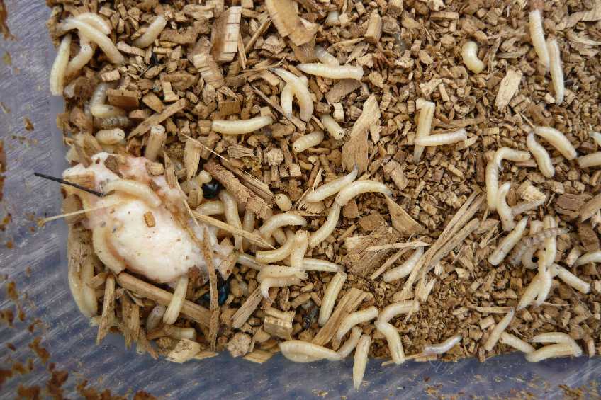 INSECTS Breeding and raising of maggots and flies