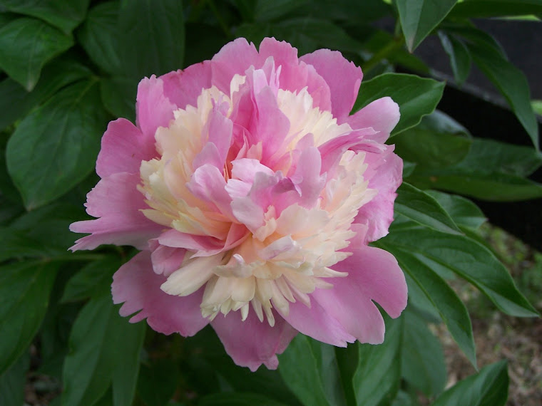 Peony