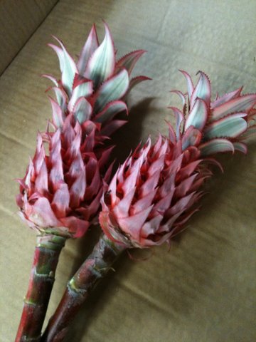Ananas Striathus Red