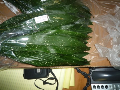 Aspidistra Milky Way