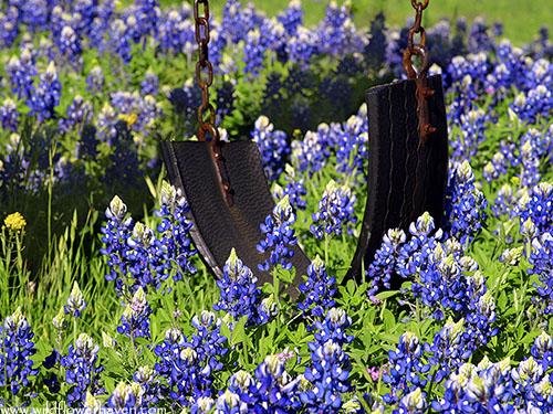 [TX+bluebonnets.jpg]