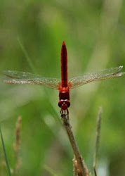 dragonflies watching damselflies ruddy servilia marsh skimmer crocothemis