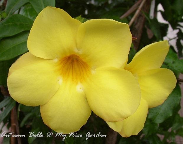 My Nice Garden Allamanda