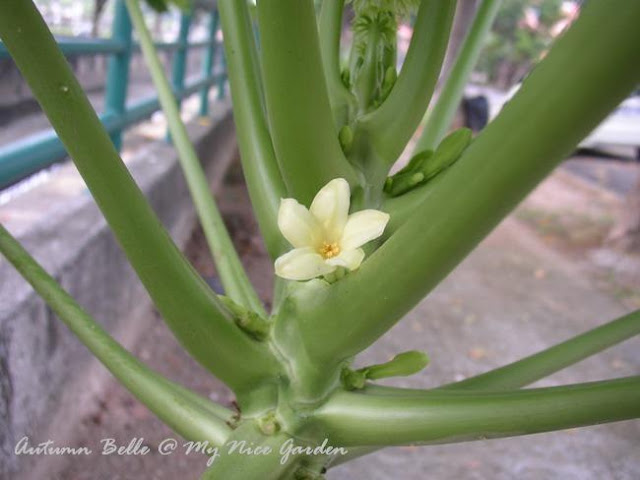 My Tropical Plants Finder: Hermaphrodite (Bisexual) Papaya Flowers