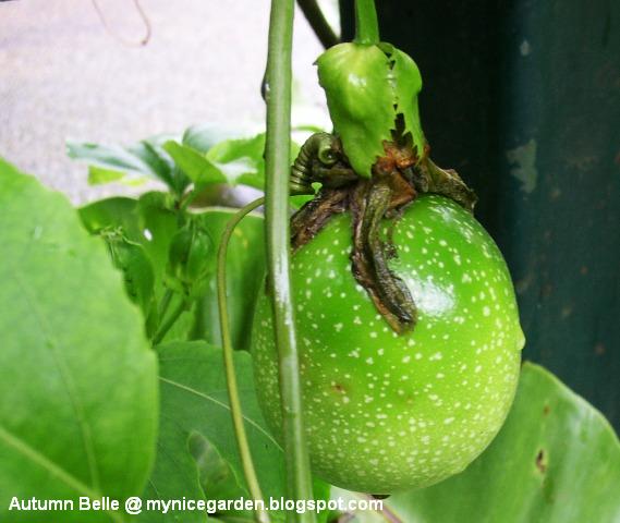 Plowing Through Life Around The Garden