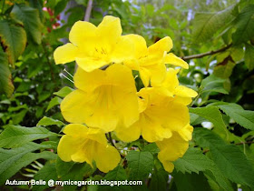 Bush Bernie S Blog Flower Flaunt On This Hot And Humid Mid