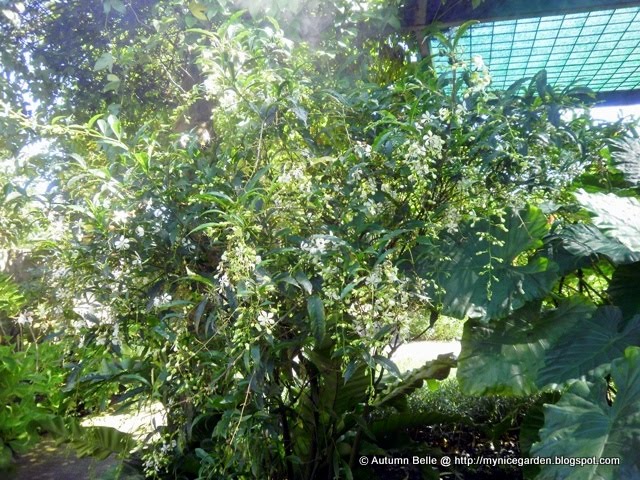 Vanhoutte S Spirea Bridal Wreath Spirea Featuring New Plants