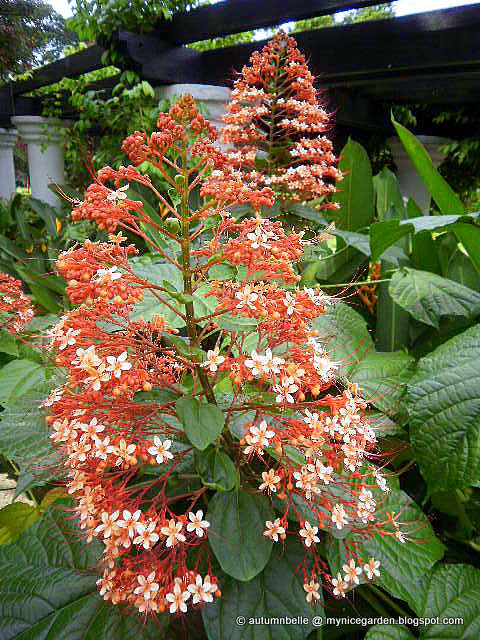 My Nice Garden: Clerodendrum paniculatum Pagoda Flower