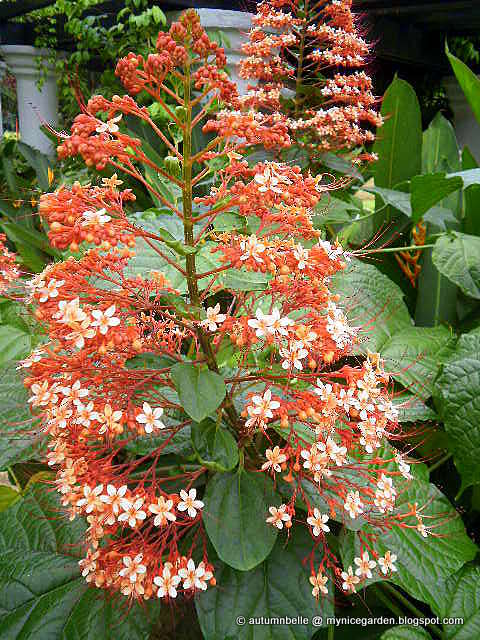 Diy Paper Flower Wall Backdrop