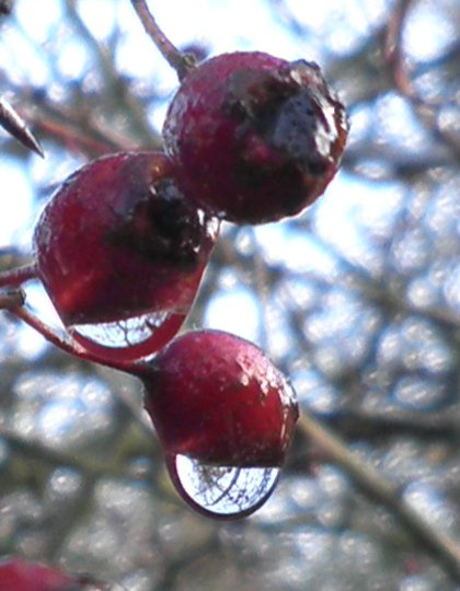 water droplets on hawthorn berries