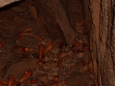 bones in unknown cave, possibly deer?