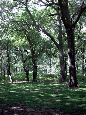 sherwood forest, nottingham