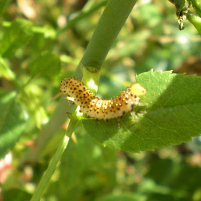 another mystery English Caterpillar