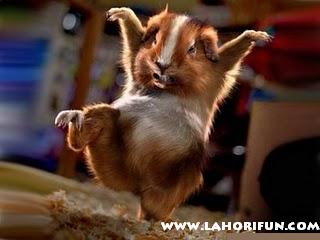 Lahori Fun: Funny Wallpapers