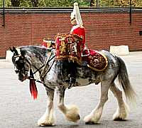 Household Cavalry Clydesdale Drumming Horse