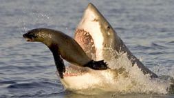 Great White Shark Attacking Seal (still from Planet Earth)