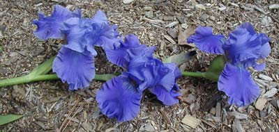 3 bearded irises