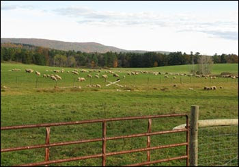 sheep beyond the gate