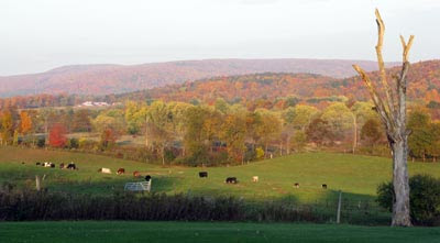 cows and autumn colors