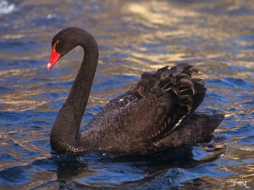 black swans pictures
