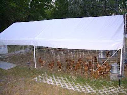 chicken coop temporary carport prepping projects