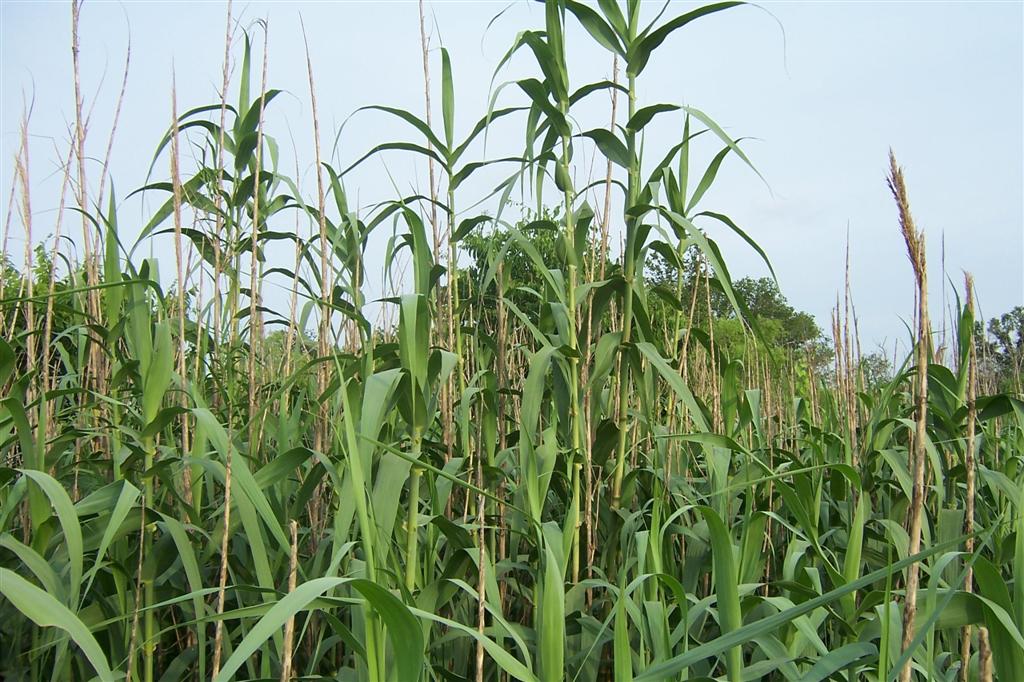 Stealth Survival Bushcraft Central Texas Style River Cane