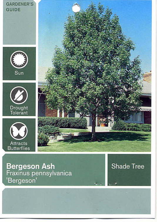 [Bergeson+Ash+(front).jpg]