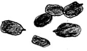 [mule+deer+scat.jpg]