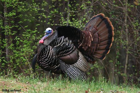 [Wild+Turkey.jpg]