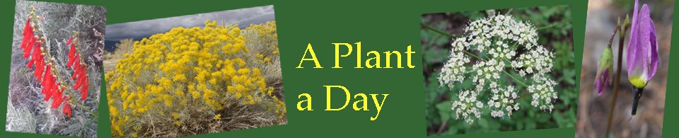 A Plant a Day