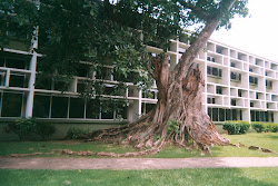 FICUS STAHL LEFT TO ROT BY TERMITES