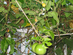 YELLOW FRUIT OF FOETIDA